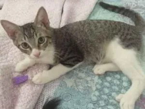 Gato raça SRD idade 2 a 6 meses nome Rafinha e Mateus