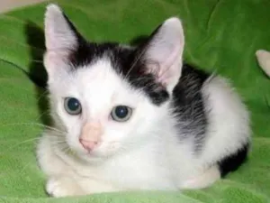 Gato raça SRD idade Abaixo de 2 meses nome Arlequim