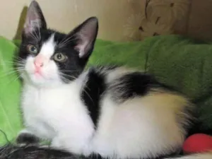 Gato raça SRD idade Abaixo de 2 meses nome Colombina