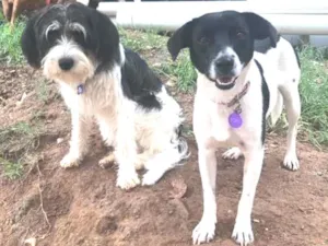 Cachorro raça SRD idade  nome Lady e Whisky