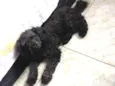 Milo