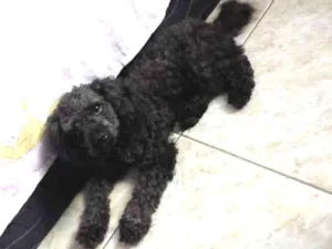 Cachorro raça Poodle pequeno idade 3 anos nome Milo