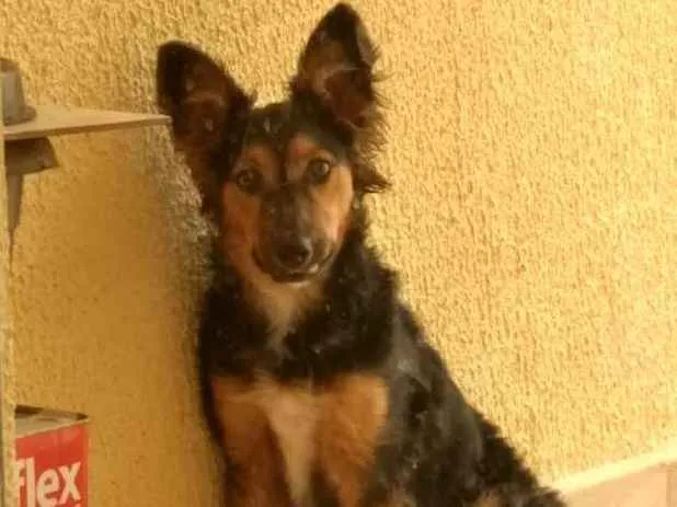 Cachorro ra a Pastor alemão idade 7 a 11 meses nome Nina