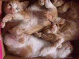 Gato raça  idade Abaixo de 2 meses nome Gato