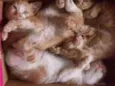 Gato