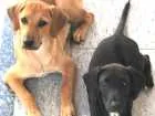 Cachorro raça Vira lata idade 2 a 6 meses nome Lika e Luma 