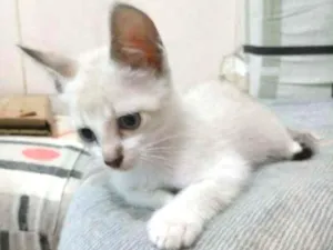 Gato raça Sem raça definida idade 2 a 6 meses nome Sem nome