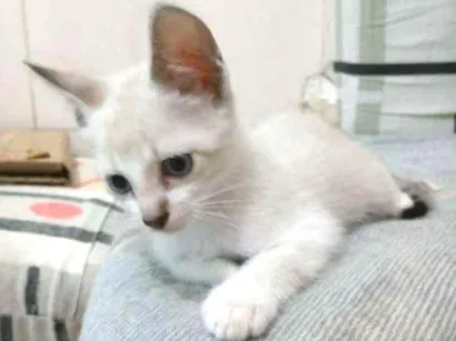 Gato raça Sem raça definida idade 2 a 6 meses nome Sem nome