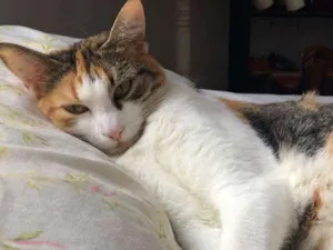 Gato raça Vira-lata idade 1 ano nome Matilda