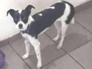 Cachorro ra a Sem raca idade 1 ano nome Akila