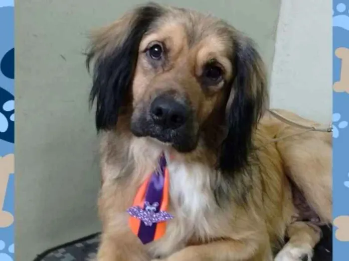 Cachorro ra a Vira-lata idade 4 anos nome Hope