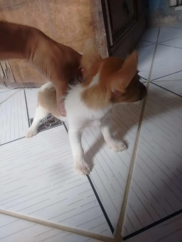 Cachorro ra a Sem raça definida idade 2 a 6 meses nome Cachorrinha 