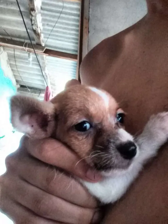 Cachorro ra a Sem raça definida idade 2 a 6 meses nome Cachorrinha 