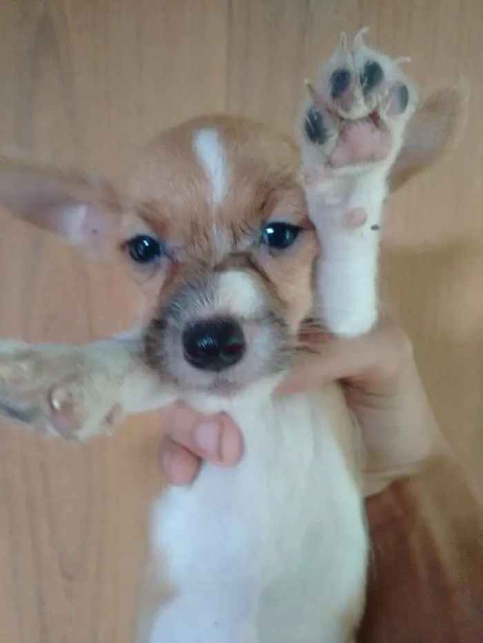 Cachorro ra a Sem raça definida idade 2 a 6 meses nome Cachorrinha 