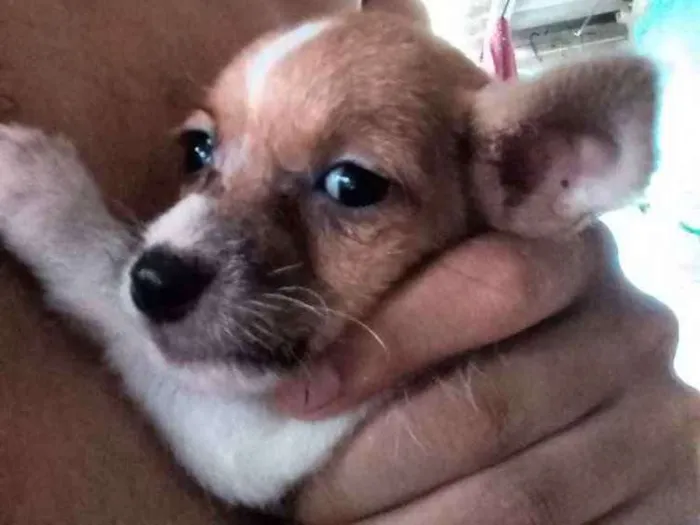 Cachorro ra a Sem raça definida idade 2 a 6 meses nome Cachorrinha 