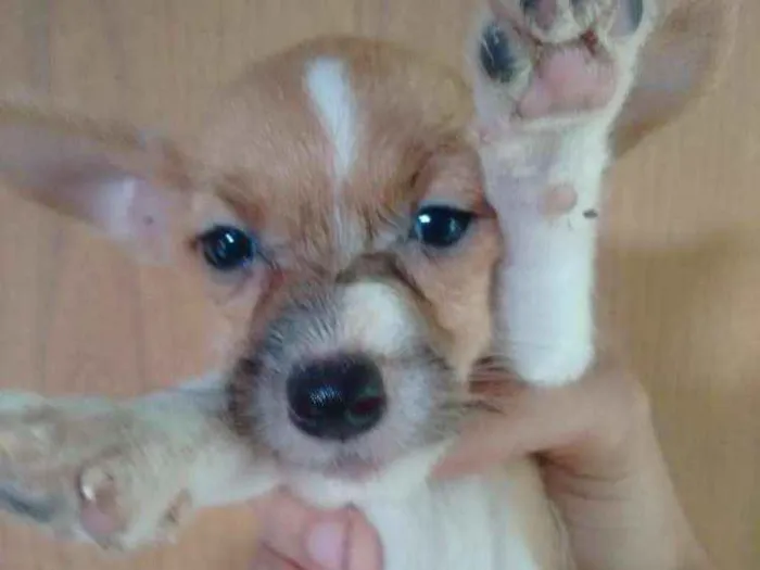 Cachorro ra a Sem raça definida idade 2 a 6 meses nome Cachorrinha 