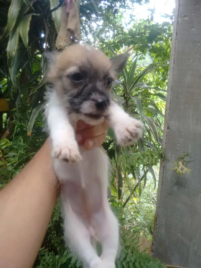 Cachorro ra a Sem raça definida idade 2 a 6 meses nome Cadelinha 