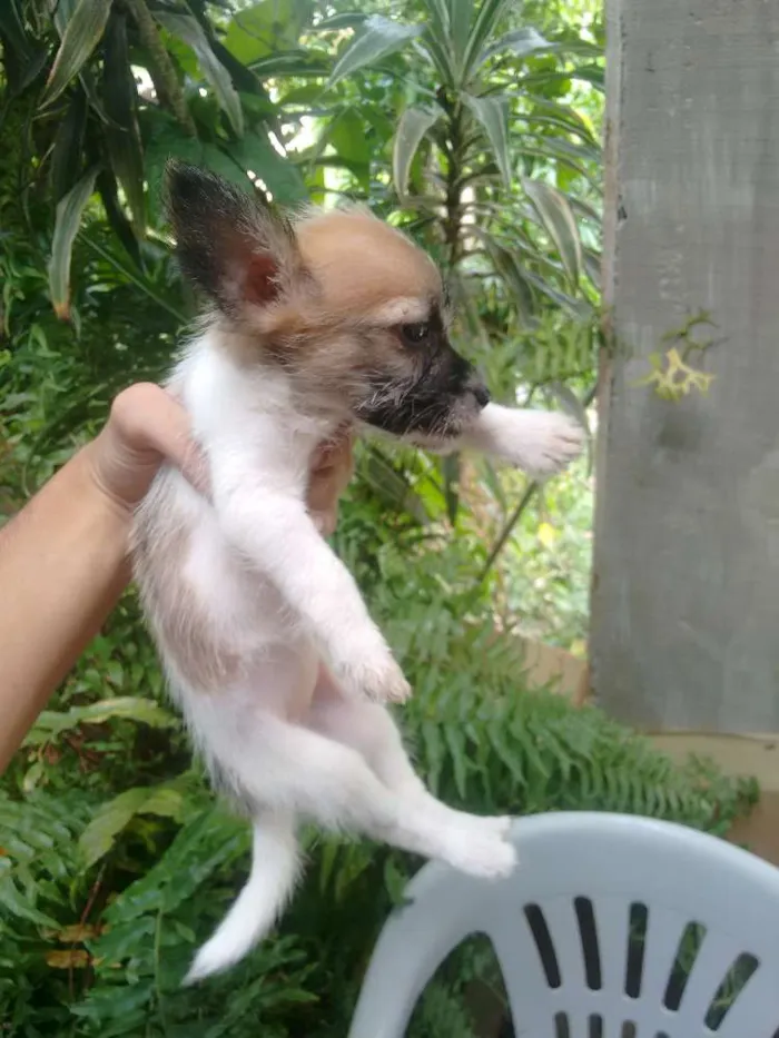 Cachorro ra a Sem raça definida idade 2 a 6 meses nome Cadelinha 