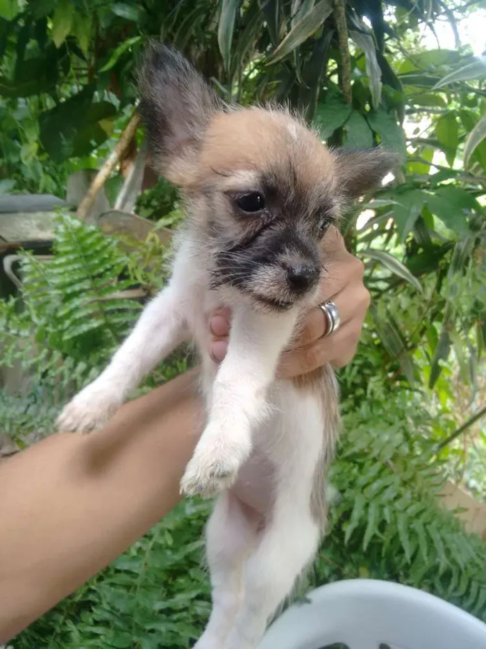 Cachorro ra a Sem raça definida idade 2 a 6 meses nome Cadelinha 