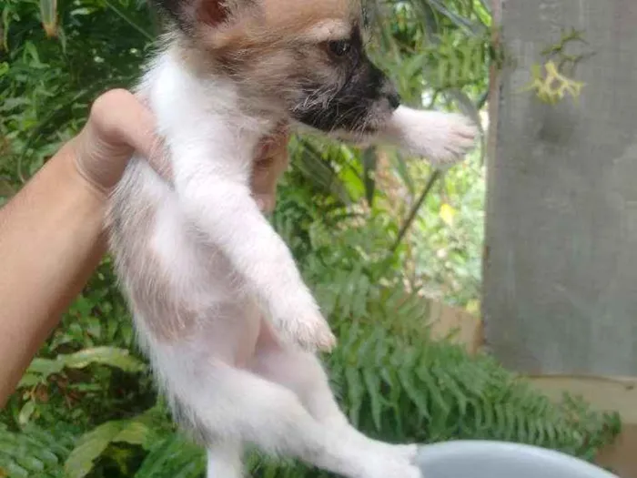 Cachorro ra a Sem raça definida idade 2 a 6 meses nome Cadelinha 