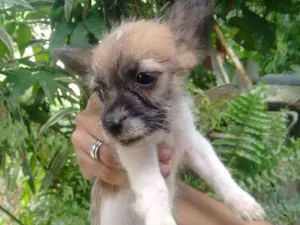 Cachorro raça Sem raça definida idade 2 a 6 meses nome Cadelinha 