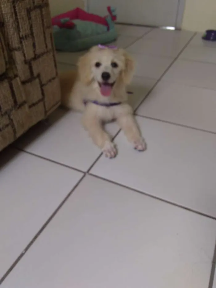 Cachorro ra a Poodle idade 2 a 6 meses nome Nina