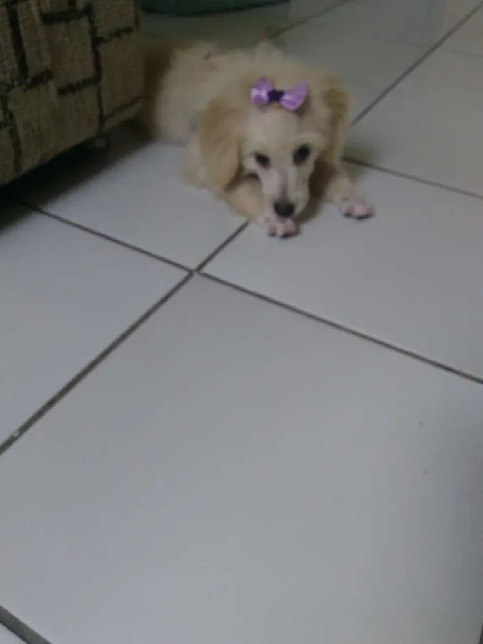 Cachorro ra a Poodle idade 2 a 6 meses nome Nina