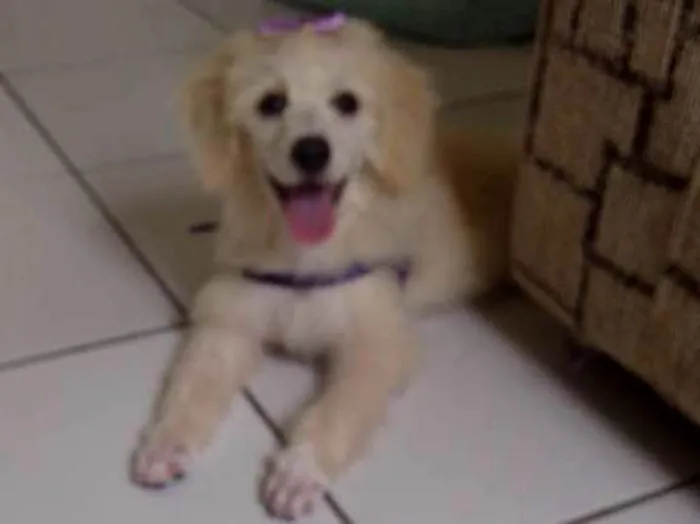 Cachorro ra a Poodle idade 2 a 6 meses nome Nina