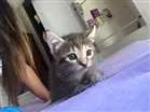 Gato raça  idade Abaixo de 2 meses nome Bela