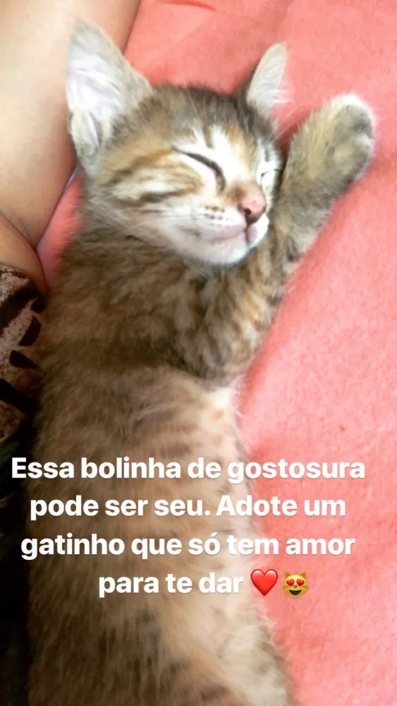 Gato ra a  idade Abaixo de 2 meses nome Bela