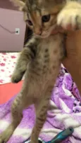 Bela