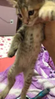 Bela