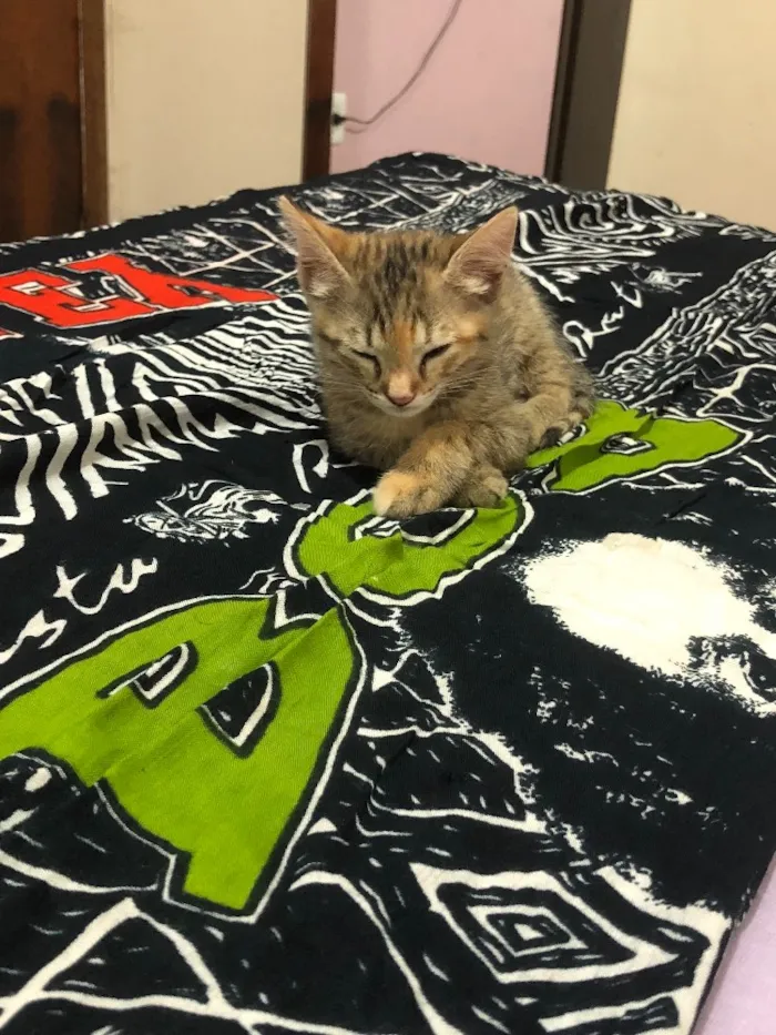 Gato ra a  idade Abaixo de 2 meses nome Bela