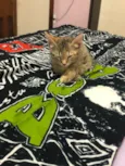 Bela