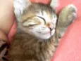 Bela