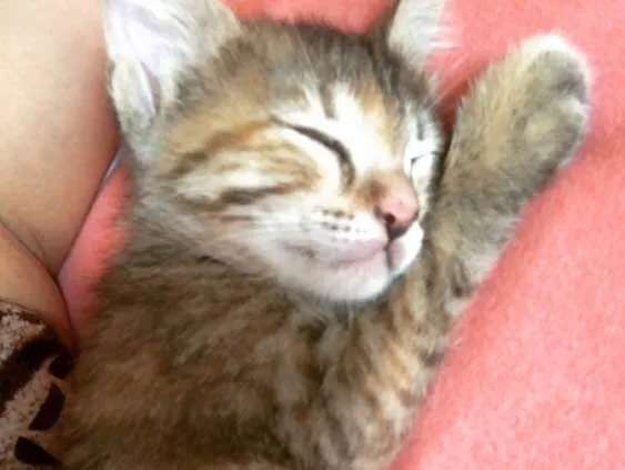Gato ra a  idade Abaixo de 2 meses nome Bela