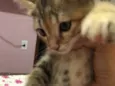 Bela