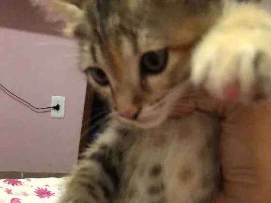 Gato ra a  idade Abaixo de 2 meses nome Bela