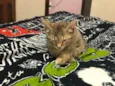 Bela