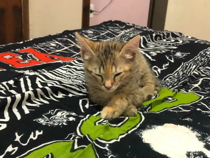 Gato ra a  idade Abaixo de 2 meses nome Bela