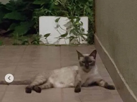 Gato ra a SRD idade Abaixo de 2 meses nome Mãe e 3 filhotes