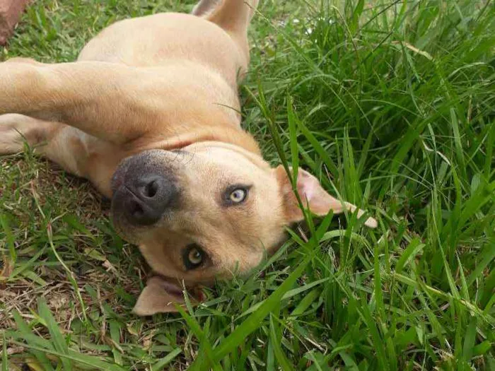Cachorro ra a SRD idade 4 anos nome Favela e Guri