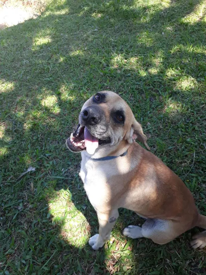 Cachorro ra a SRD idade 4 anos nome Favela e Guri