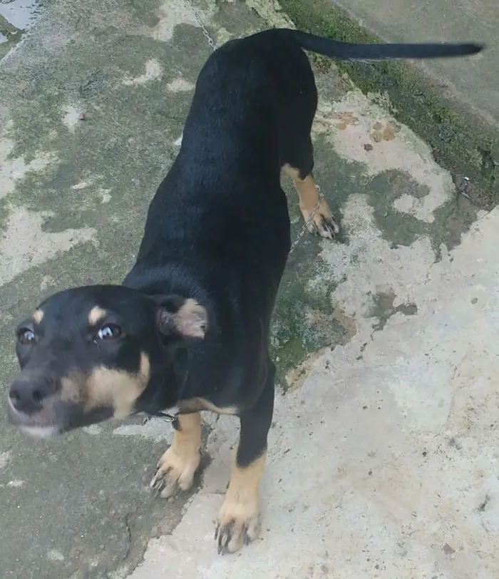 Cachorro ra a Vira lata idade 2 a 6 meses nome Bella e Sofia