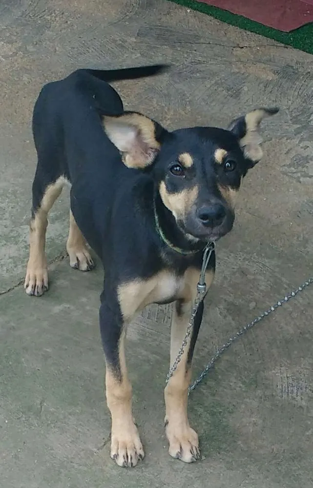 Cachorro ra a Vira lata idade 2 a 6 meses nome Bella e Sofia