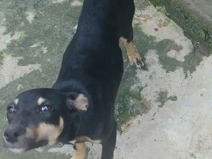 Cachorro ra a Vira lata idade 2 a 6 meses nome Bella e Sofia