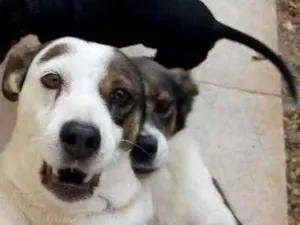 Cachorro raça Srd idade 5 anos nome Bibi