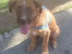 Cachorro raça Poodle com vira lata idade 2 a 6 meses nome Betoven