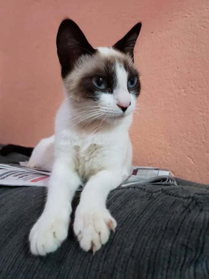 Gato ra a Sem raça idade 2 a 6 meses nome Linda