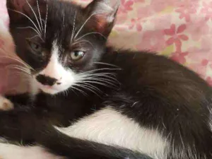 Gato raça Srd idade 2 a 6 meses nome Sem nome 